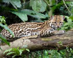 It is a beautiful gift of nature and is the source of income for both countries. It should be conserved to protect the wild and marine life dependent 